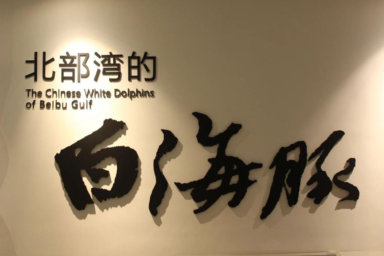【实践 | 锤炼青春】保护白海豚第二站：专业知识硬核科普，深入基层走访渔村